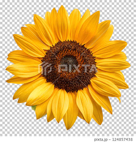 Vibrant close-up of beautiful sunflower in full bloom with yellow petals isolated on the transparent background 124857438