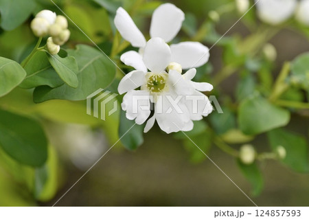 リキュウバイの花 リキュウバイの花 124857593