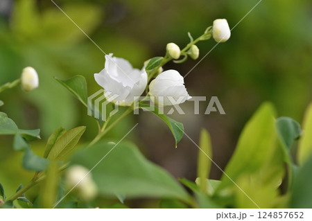 リキュウバイの花 リキュウバイの花 124857652
