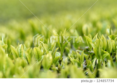 一番茶の葉 茶畑 一番茶の葉 茶畑 124857734