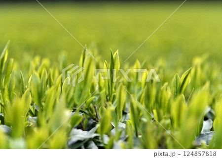 一番茶の葉 茶畑 一番茶の葉 茶畑 124857818
