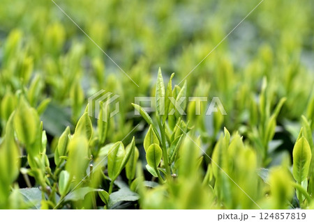 一番茶の葉 茶畑 一番茶の葉 茶畑 124857819