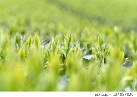 一番茶の葉 茶畑 124857820