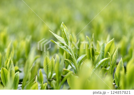一番茶の葉 茶畑 124857821