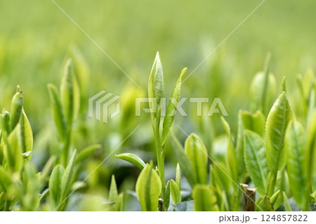 一番茶の葉 茶畑 124857822