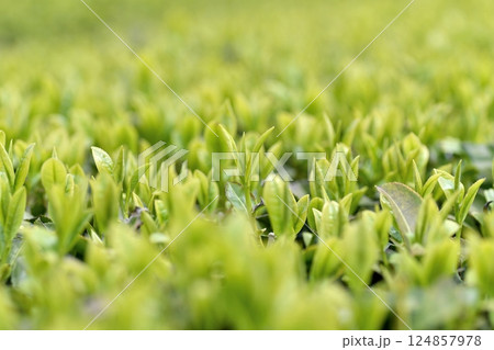 一番茶の葉 茶畑 124857978