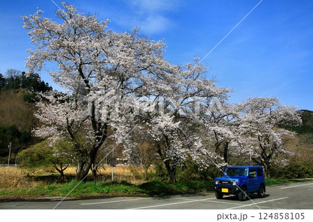 本格派4駆なのにキュートな外観… 『ジムニー』と満開の桜 124858105