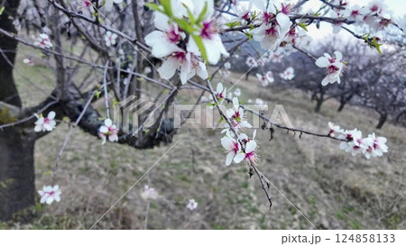 A view of an almond orchard in bloom. Almond tree orchard in flower in spring. White almond blossoms on a twig at sunset. The concept of farming and orcharding. Close-up 124858133
