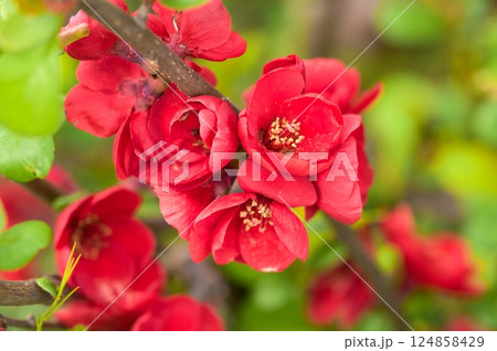 ボケの花 ボケの花 124858429