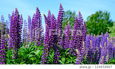 A vibrant field of blooming lupines captured on a sunny spring day.  124858907