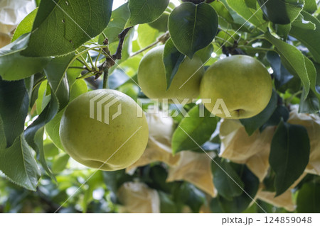 二十世紀梨 (鳥取県湯梨浜町) 二十世紀梨 (鳥取県湯梨浜町) 124859048