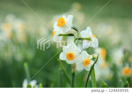 冬空のもと、凛と咲く水仙の花(日本 静岡県下田市) 冬空のもと、凛と咲く水仙の花(日本 静岡県下田市) 124859595