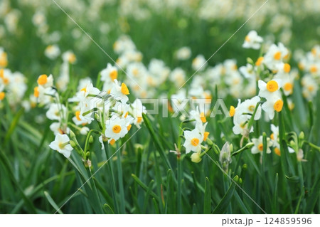 冬空のもと、凛と咲く水仙の花（日本 静岡県下田市） 124859596