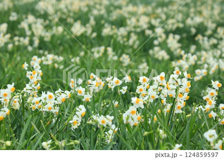 群生する水仙の花々(日本 静岡県下田市) 群生する水仙の花々(日本 静岡県下田市) 124859597