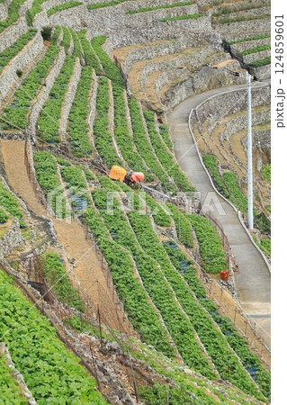 馬鈴薯の収穫を目前にした遊子水荷浦の段畑（日本 愛媛県宇和島市） 124859601