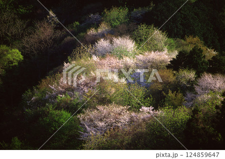 光に照らされる山桜と新緑の森 光に照らされる山桜と新緑の森 124859647