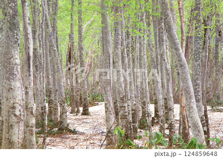 新緑に包まれた若樹のブナ森 124859648