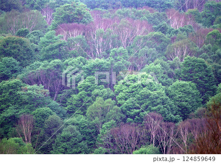 清々しい新緑の森 124859649