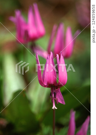 カタクリの花 カタクリの花 124859658