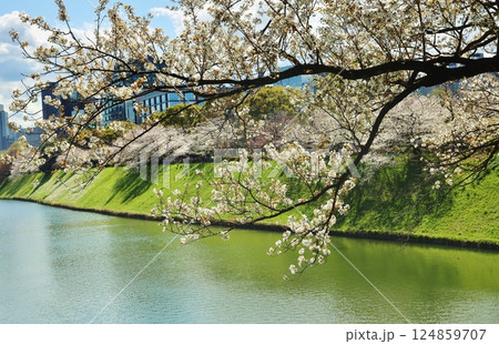 皇居　半蔵濠の桜 124859707