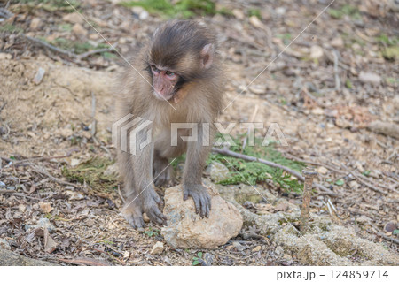 ニホンザル　嵐山モンキーパークいわたやま 124859714