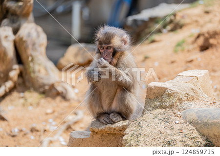 ニホンザルの子供　嵐山モンキーパークいわたやま 124859715