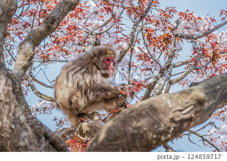 木の上のニホンザル 嵐山モンキーパークいわたやま 木の上のニホンザル 嵐山モンキーパークいわたやま 124859717