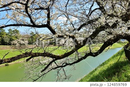 皇居　半蔵濠の桜 124859769