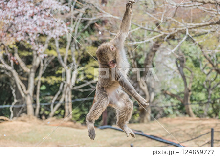 木にぶら下がる子猿 嵐山モンキーパークいわたやま 木にぶら下がる子猿 嵐山モンキーパークいわたやま 124859777