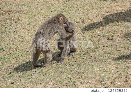 じゃれ合う子猿　嵐山モンキーパークいわたやま 124859853