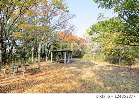 秋の公園 紅葉の始り 秋の公園 紅葉の始り 124859877