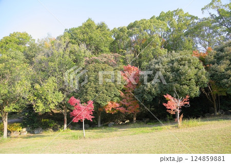 秋の公園 鮮やか 紅葉 楓 秋の公園 鮮やか 紅葉 楓 124859881
