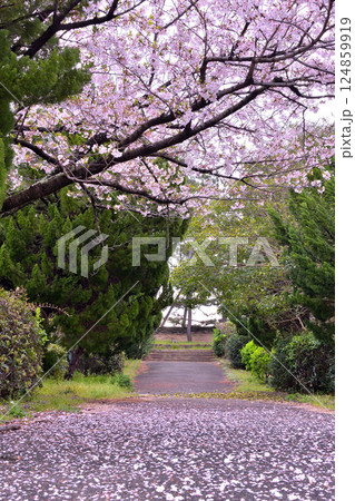 桜のカーペット 桜のカーペット 124859919