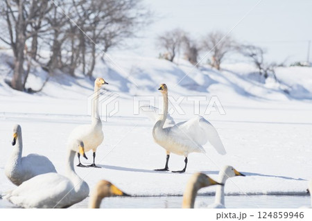 北海道の春に訪れるハクチョウ 北海道の春に訪れるハクチョウ 124859946