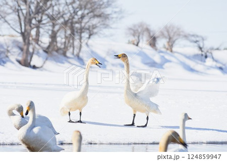 北海道の春に訪れ鳴き交わすハクチョウ 北海道の春に訪れ鳴き交わすハクチョウ 124859947