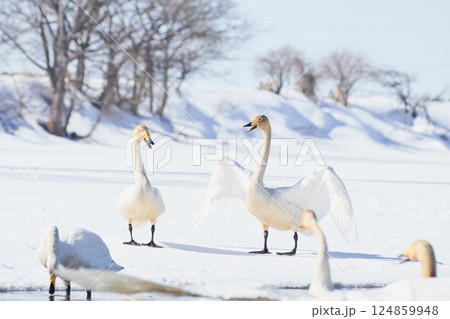 北海道の春に訪れ鳴き交わすハクチョウ 北海道の春に訪れ鳴き交わすハクチョウ 124859948