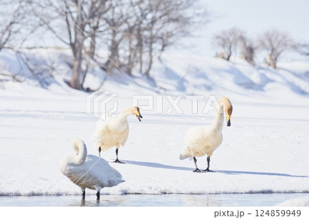 北海道の春に訪れ鳴き交わすハクチョウ 北海道の春に訪れ鳴き交わすハクチョウ 124859949