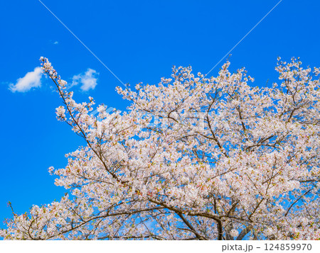 満開のソメイヨシノの桜　春の風景 124859970
