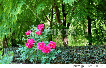 新緑の中鮮やかに咲くボタンの花 春の公園 新緑の中鮮やかに咲くボタンの花 春の公園 124860103