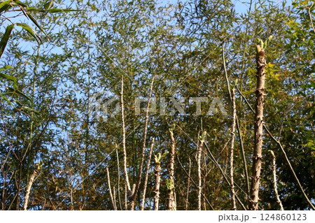 タラの芽 124860123