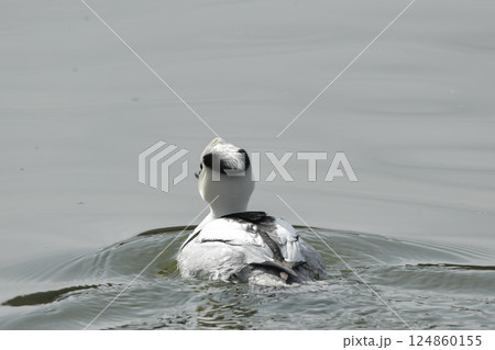 ミコアイサ 124860155