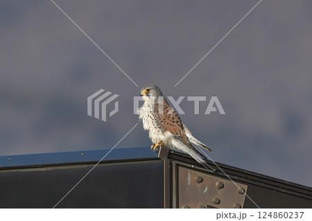 チョウゲンボウ 124860237