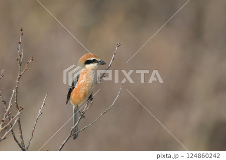 モズ モズ 124860242