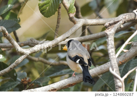 イカル イカル 124860287