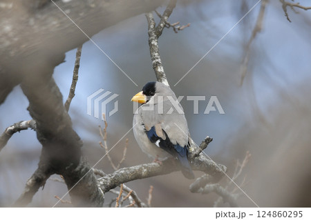 イカル イカル 124860295