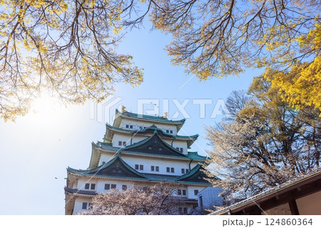 春風に揺れる八分咲きの桜｜名古屋城の情景 124860364