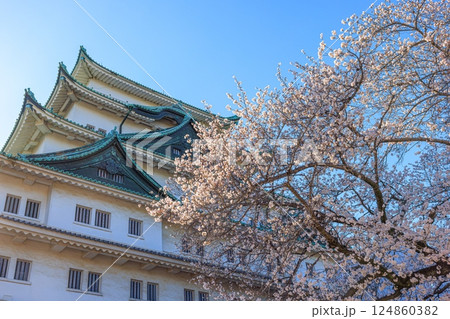 春風に揺れる八分咲きの桜|名古屋城の情景 春風に揺れる八分咲きの桜|名古屋城の情景 124860382