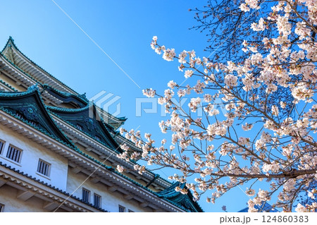 春風に揺れる八分咲きの桜|名古屋城の情景 春風に揺れる八分咲きの桜|名古屋城の情景 124860383