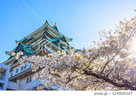 春風に揺れる八分咲きの桜|名古屋城の情景 春風に揺れる八分咲きの桜|名古屋城の情景 124860387