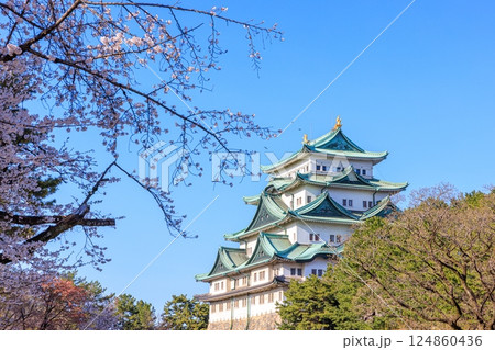 春風に揺れる八分咲きの桜｜名古屋城の情景 124860436